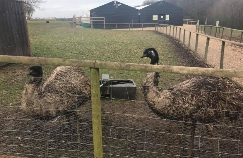 Emu's at Jimmy's Farm 