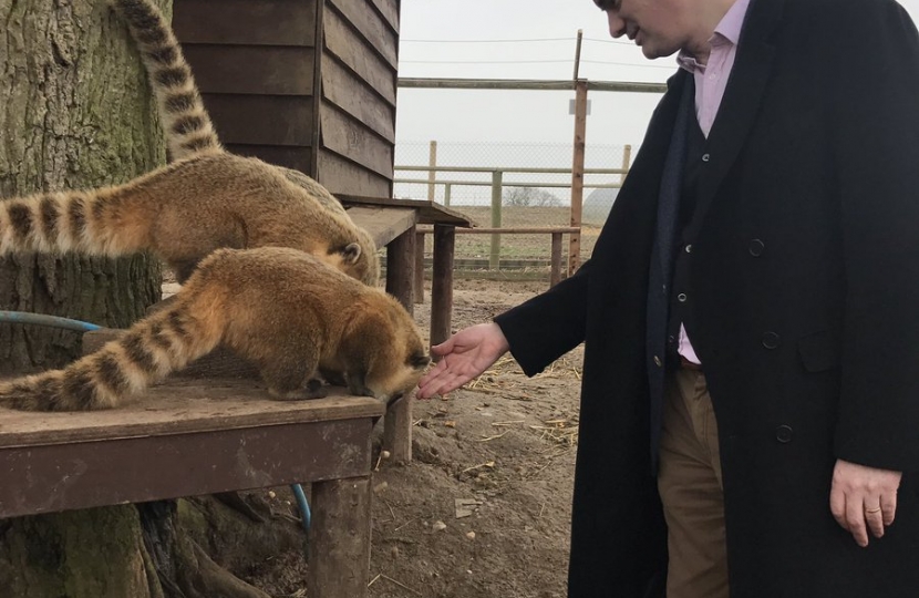 James Cartlidge MP feeding coatis at Jimmy's Farm 