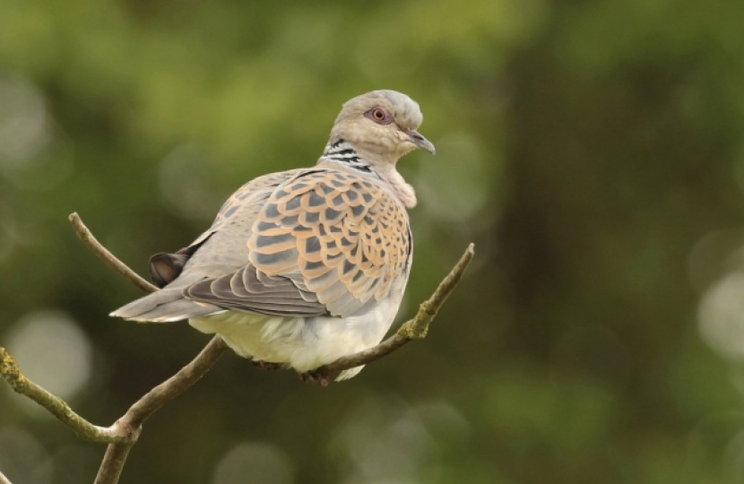 Turtle Dove 