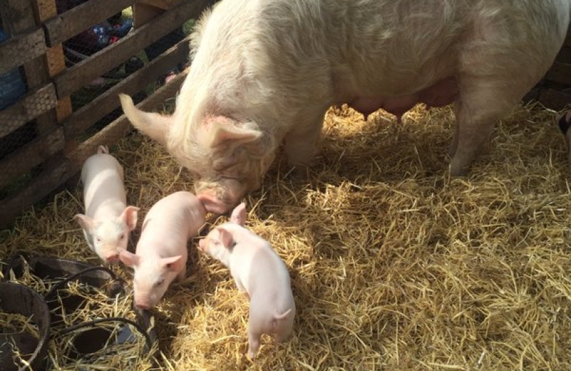 James Cartlidge MP Hadleigh Show